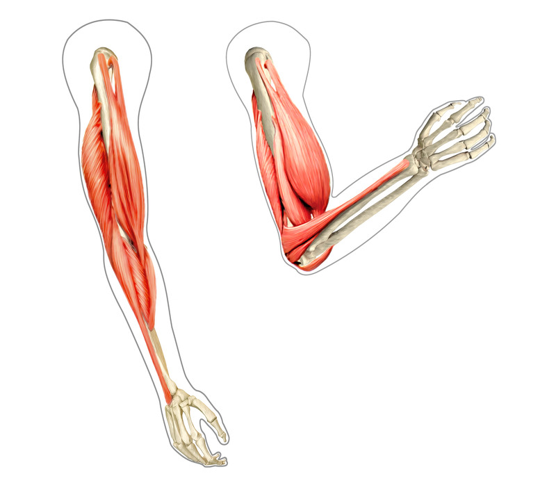 Acción dinámica de tríceps y bíceps: extensión y flexión de codo