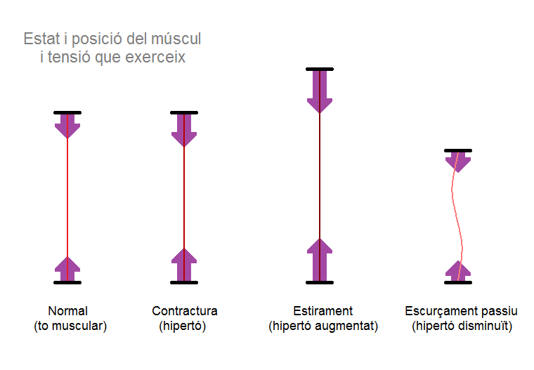 Estat i posició del múscul i tensió que exerceix